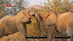 Desert elephants fight
