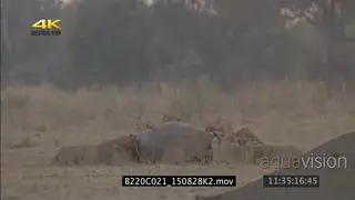 Pride of lions feeding on a carcass WS ZI MWS