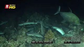 Hundreds of frantic whitetip reef sharks hunting at night while a giant trevally glides.