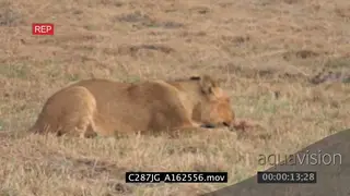 Young African Lion biting newborn Lion cub MS MCU PAN FOCUS PULL
