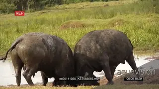 Cape Buffalo bulls fighting WS GOOD LIGHT