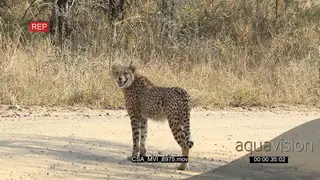 Young Cheetah on dirt road looking around searching calling laying down