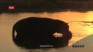 Hippo silhouette in the orange water of the Okavango at sunset