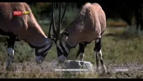 Gemsboks licking a salt lick block one male being aggressive