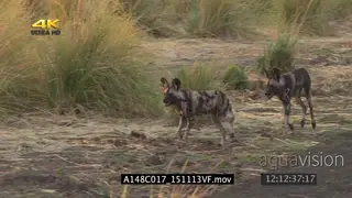African wild dog pack patrolling through grass hunting GREEN