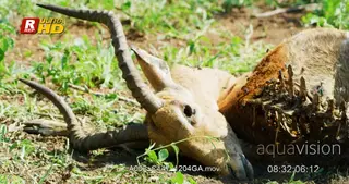 Flies gather on Impala carcass remains. MWS.