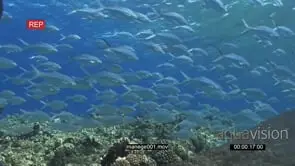 School of Talang Queenfish swimming on coral reef underwater in ocean passing camera WS.