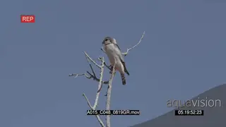 African Pygmy Falcon in tree scouting around hunting