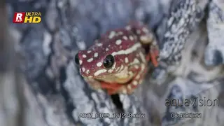 Painted reed frog sitting on an outer bark of a tree.