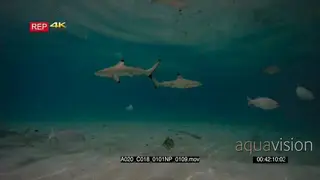 Wide shot of juvenile and adult blacktip reef shark hunting