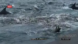 A bait ball of Sardines and Common dolphins and a group of seals feeding on the fishes.