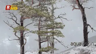 Blizzard, Snowing heavily in Coniferous forest.