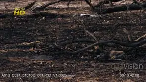 Young African Wild Dog laying down, standing and walking off frame