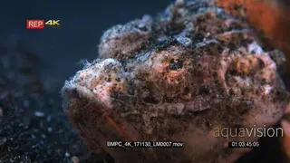 Macro shot of the face of a grumpy orange and white Humpback scorpionfish.
