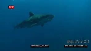Tiger Shark with Remora Fish swimming underwater in ocean and passing by camera WS PAN MS.