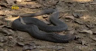 Rinkhals snake acting dead and slithering off frame.