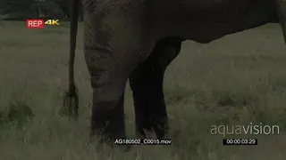 African elephant big bull dripping urine Marking Territory GENERAL BEHAVIOUR XCU