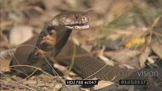 Mozambique Spitting Cobra laying on bushveld being aggressive MS