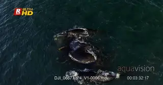 Pod of Southern Right Whales mating, blowing and courtship behaviour display.