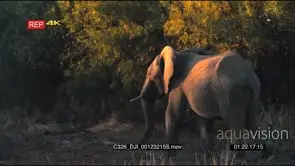 African Elephant cow grazing and walking around the Bushveld DRY