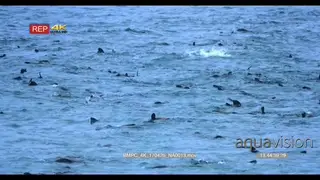 Cape fur seals jumping and feeding in the Atlantic ocean