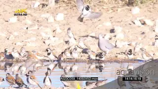 Flock of Cape Sparrows Social Weaver Cuckoo-finchs Cape Turtle Dover flying around.