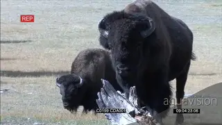A pair of American Bison's on standing and grazing while the other one is walking GENERAL.