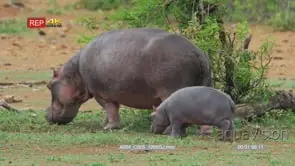 Hippo mother and baby hippo grazing on land