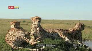 Cheetahs [3] Sitting laying down on a hill looking around the Savannah Alert