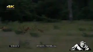 MS African Wild dog chasing stotting Impala herd Late Afternoon Low Light