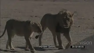 African Male lion and lioness resting scouting around hunting walking towards past…