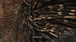 Cape Porcupine in burrow pan from Quills to face XCU