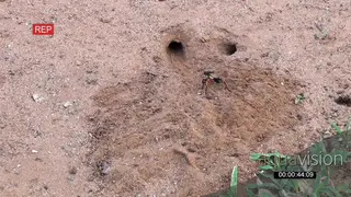 Parasitic Wasp digging a hole