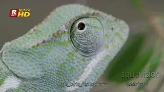 CU Shot of Veiled Chameleon head and eye moving 360.
