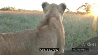 Lioness looking scouting for prey in GOLDEN LIGHT, steam from her breath CU