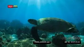 Loggerhead swimming over the Dani Keli reef UW
