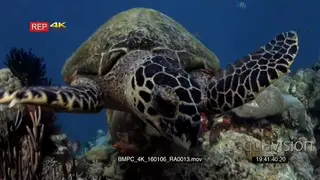 Close up of a hungry hawksbill turtle, Eretmochelys imbricata eating some soft coral
