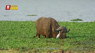 Cape buffalo walking among and feeding on the nile cabbage.