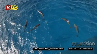 Wide shot of a school of Indo Pacific Bottlenose dolphin swimming at the surface of the.