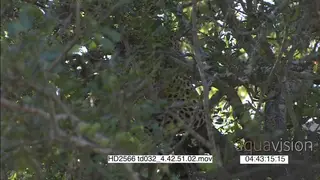 Leopards attempted fight over carcass in tree seen through branches TU