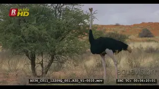 A tracking shot of an adult male ostrich walking through the grass and eating off the.