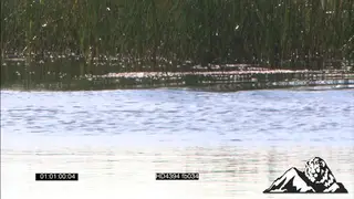 African Fish Eagle fishing hunting flying catching CU PAN