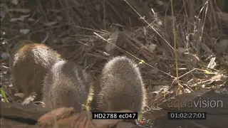 Banded Mongeese standing and searching on bushveld MS ZI MLS