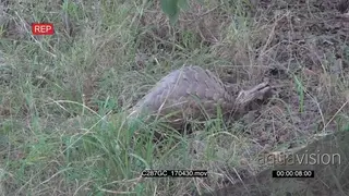Pangolin Moving around Searching for food MS DRY AmCam