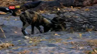 Two African Wild Dogs Play fighting.