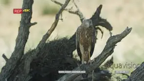 Pale chanting goshawk perched on branch