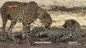 Pair of cheetahs lying in shade one gets up