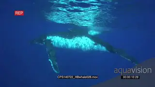 Humpback Whale floating underwater in deep blue ocean UW HAND