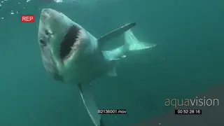 Great white shark gently swimming up to a bait then tries to bite it and fails underwater.