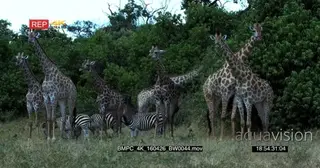 A Herd of Giraffes walking and feeding on tree leaves with a Dazzle of Zebras grazing in.